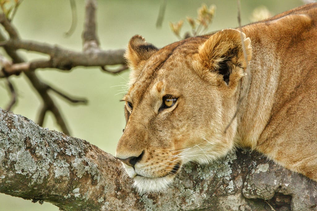 SERENGETI WILDLIFE SAFARI